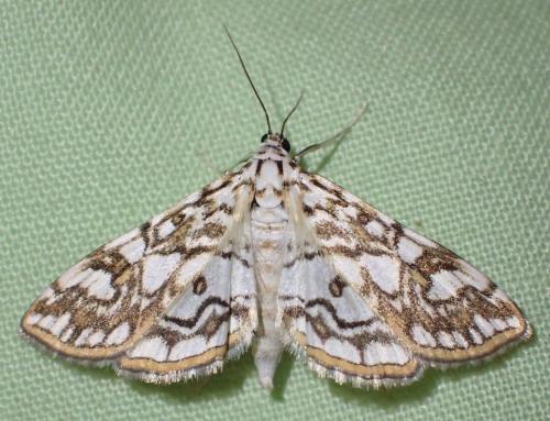 Réf. 238 198 : Elophila nymphaeata